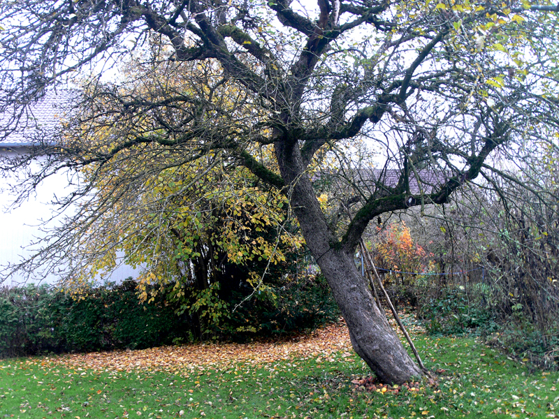 Fallobst als Winterfutter für Vögel.