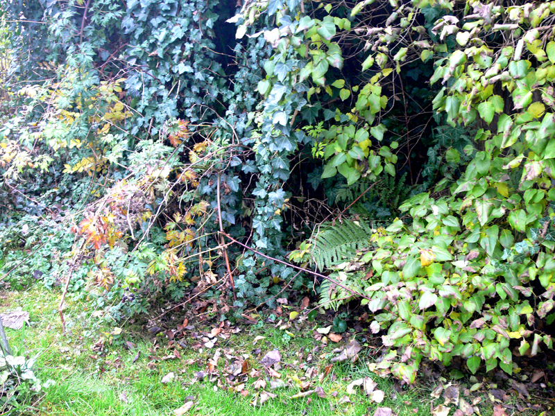 Efeuüberwucherter Schuppen