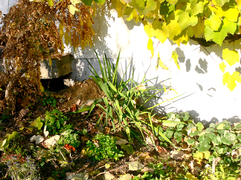 Igel im Mulch-Garten