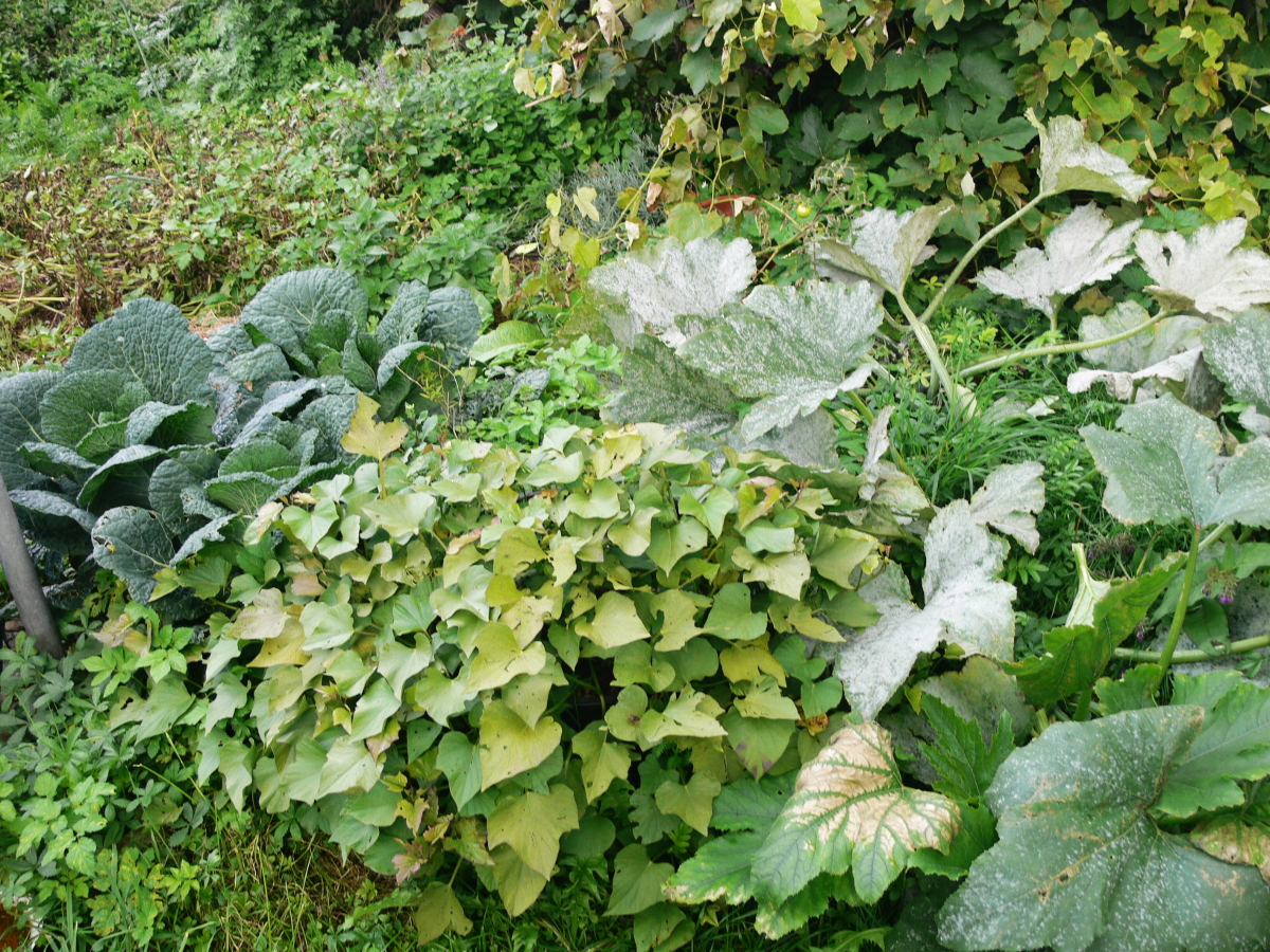 Süßkartoffel im Kübel