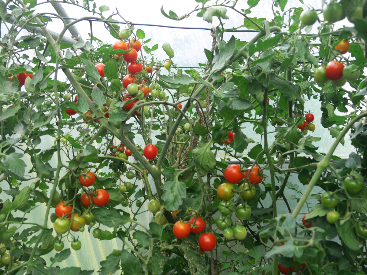 Tomaten im Herbst