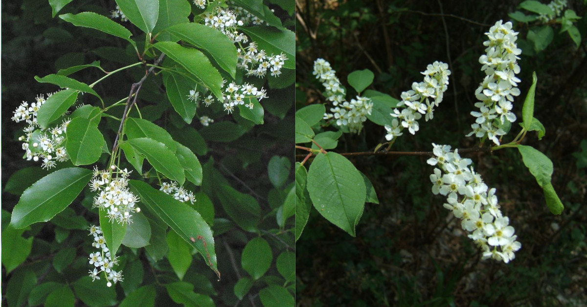 Prunus serotina invasive Pflanze