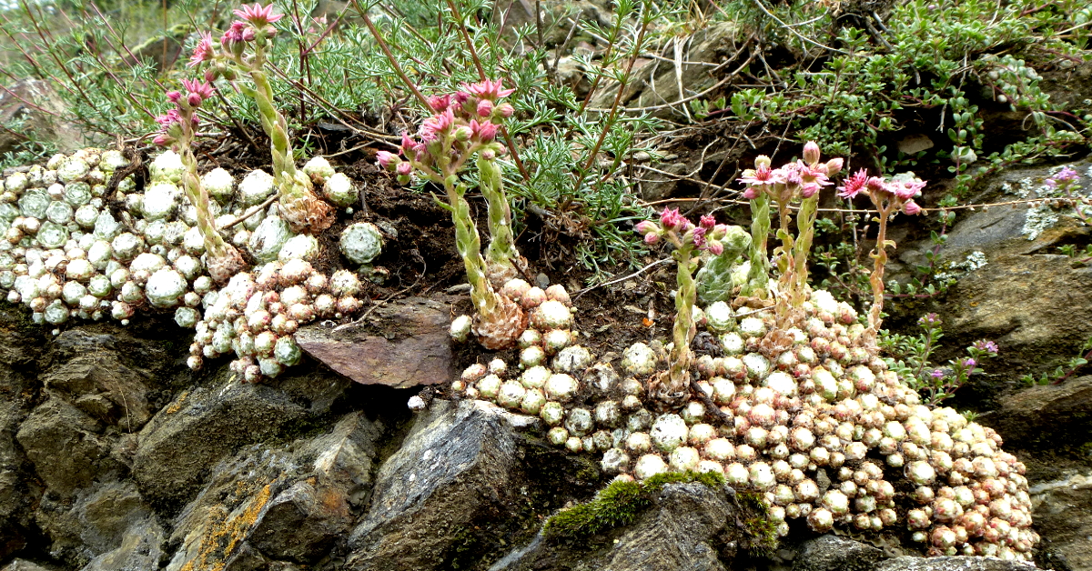 Stauden für den Lebensraum Steingarten Stauden für den Lebensraum Steingarten